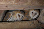 Barnowls in Glendalough Co Wicklow