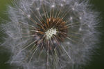 Visit Glendalough Co Wicklow for Flora and Fauna