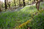 nature lovers love Glendalough