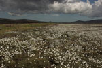 featherbeds at Glendalough Co Wicklow