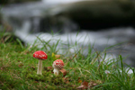 Flora and Fauna in the Wicklow Mountains National Park
