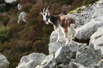 Glendaloughs Infamous Goats