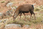Hybrid Stag at Wicklow Mountains National Park Co Wicklow