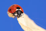 ladybird pictured in glendalough