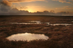 liffeyhead boglands in Wicklow