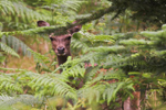 Sika Deer are Common in Wicklow Mountains National Park