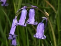 bluebells