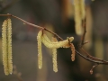 catkins
