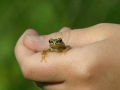 frog