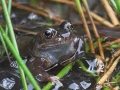 frog1