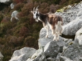 goat1