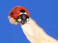 ladybird