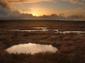 liffeyhead-bog