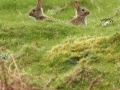rabbits