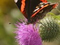 red-admiral