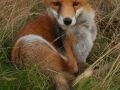 red-fox