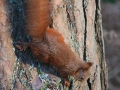 red-squirrel