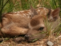 sika-calf