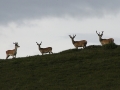 stags
