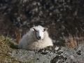 wicklow-sheep
